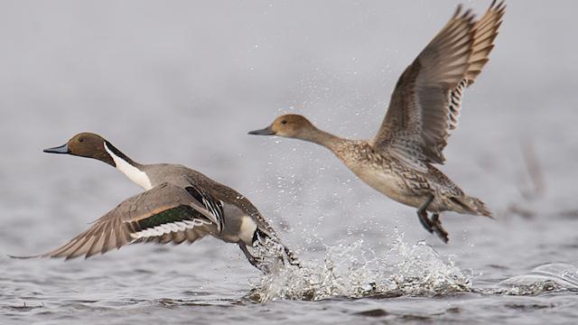 Changes in cropping methods, climate decoy pintail ducks into an