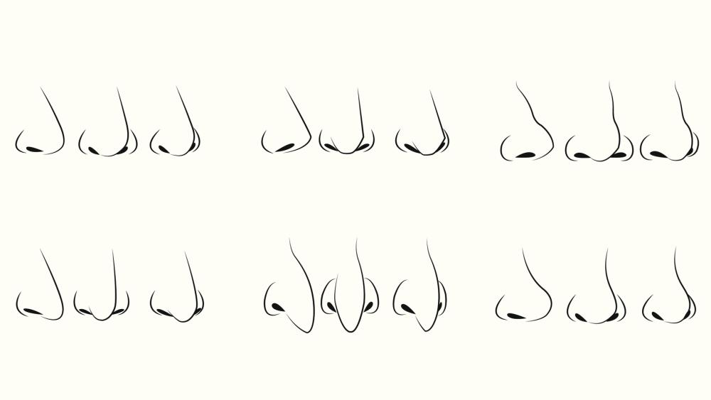 types of noses pictures