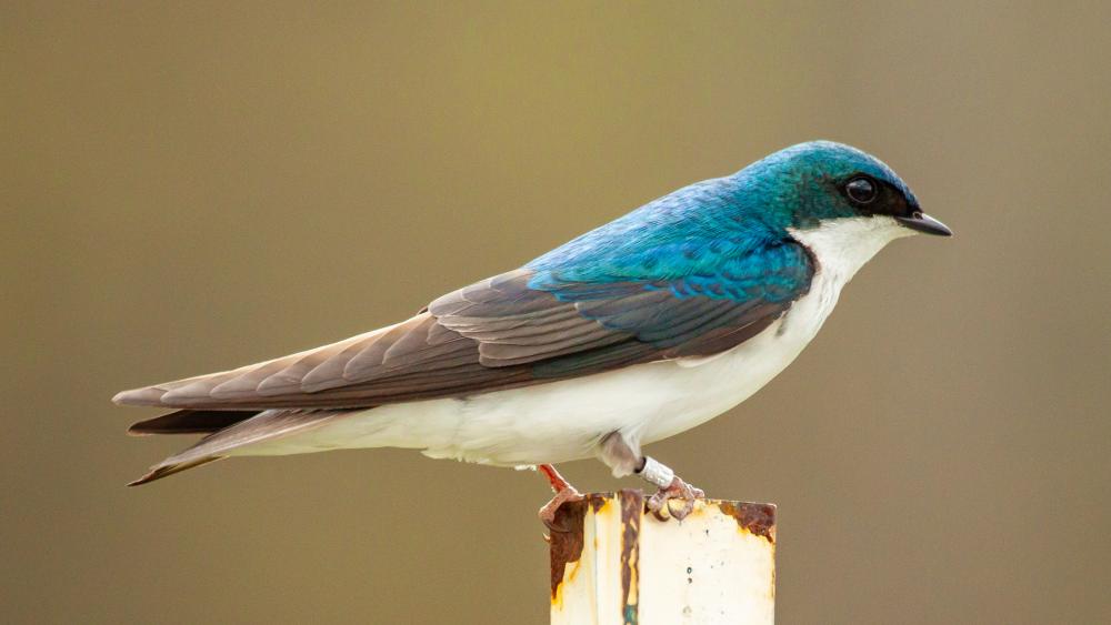 Songbirds' reproductive success reduced by natural gas compressor noise ...