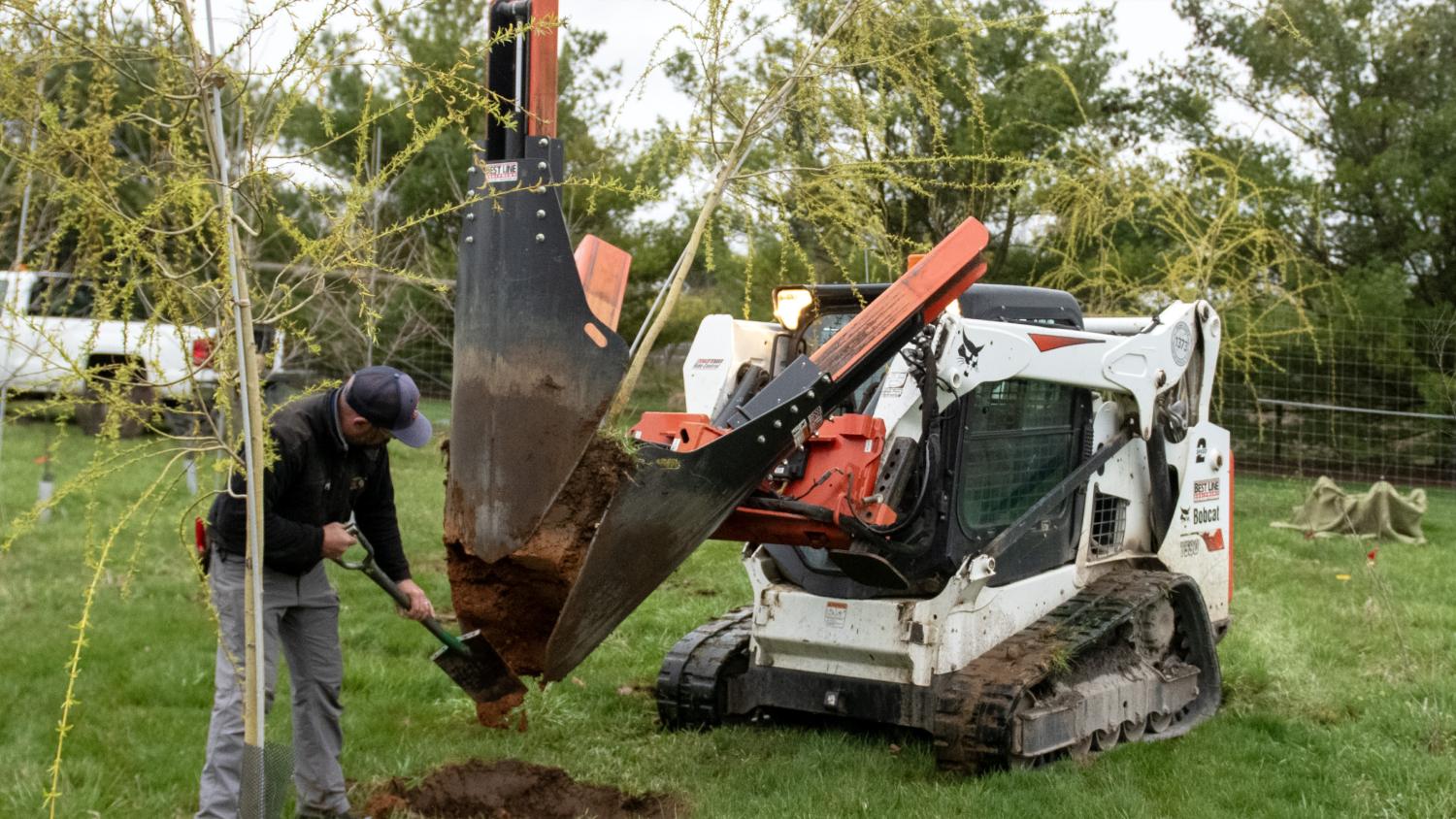 Workers dig a small tree in preparation for replanting.