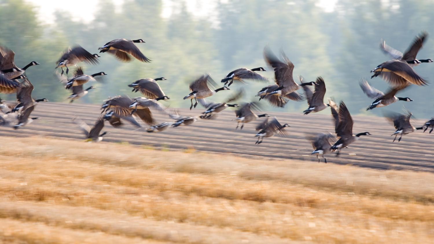 Flock of Canadian geese flying over farm field.