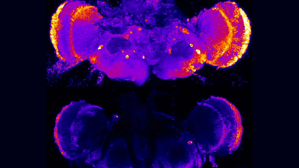 two images of fruit fly brains, top glowing with a marker and bottom much darker