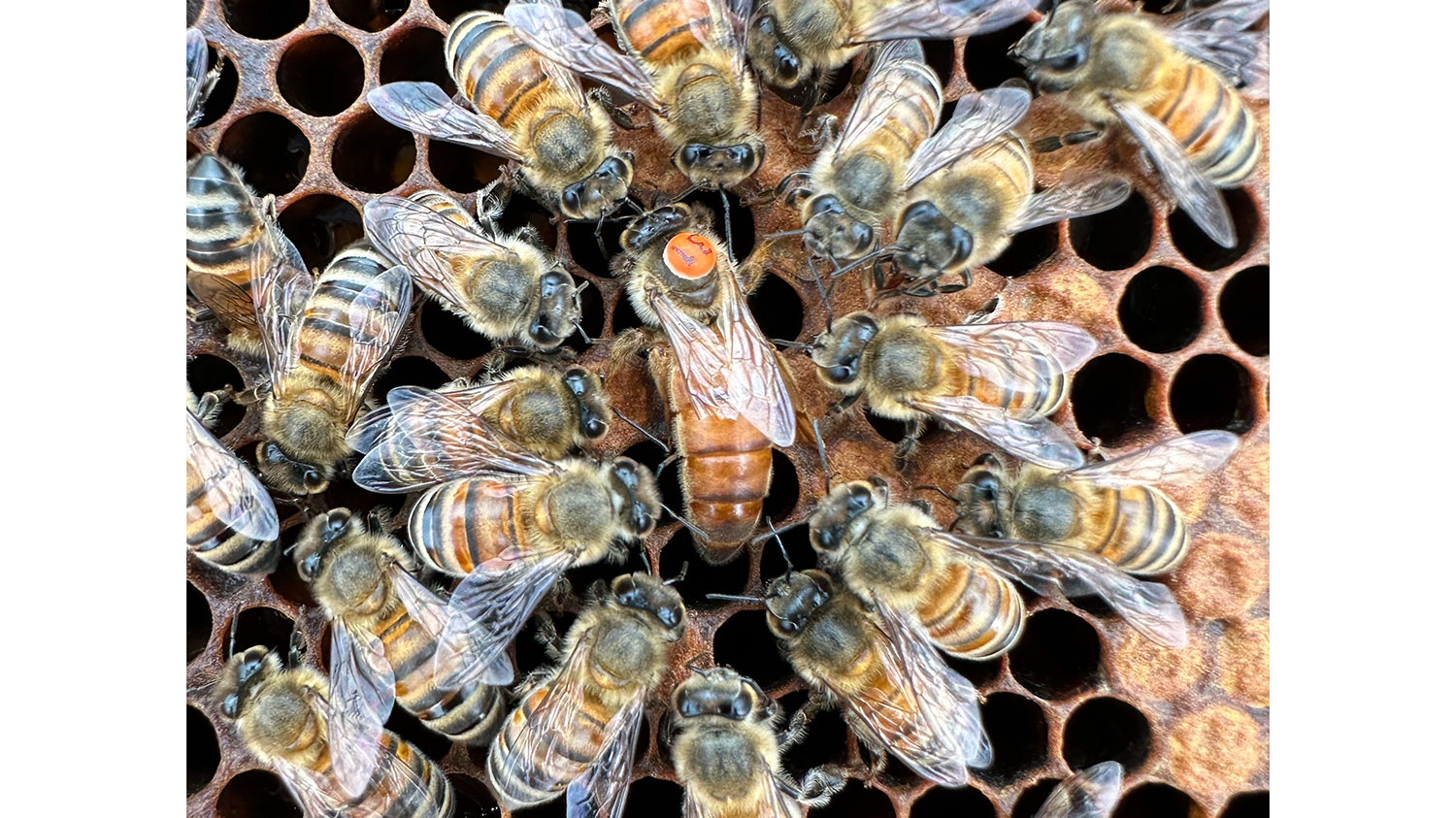 Worker bees surround a queen bee