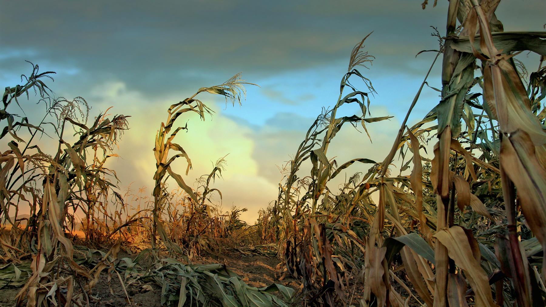dying corn stalks