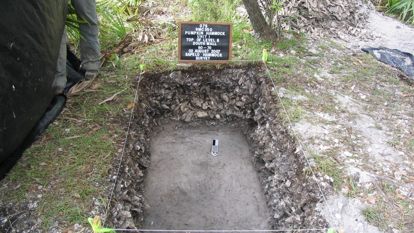 Picture of oyster shell desposits in ground 