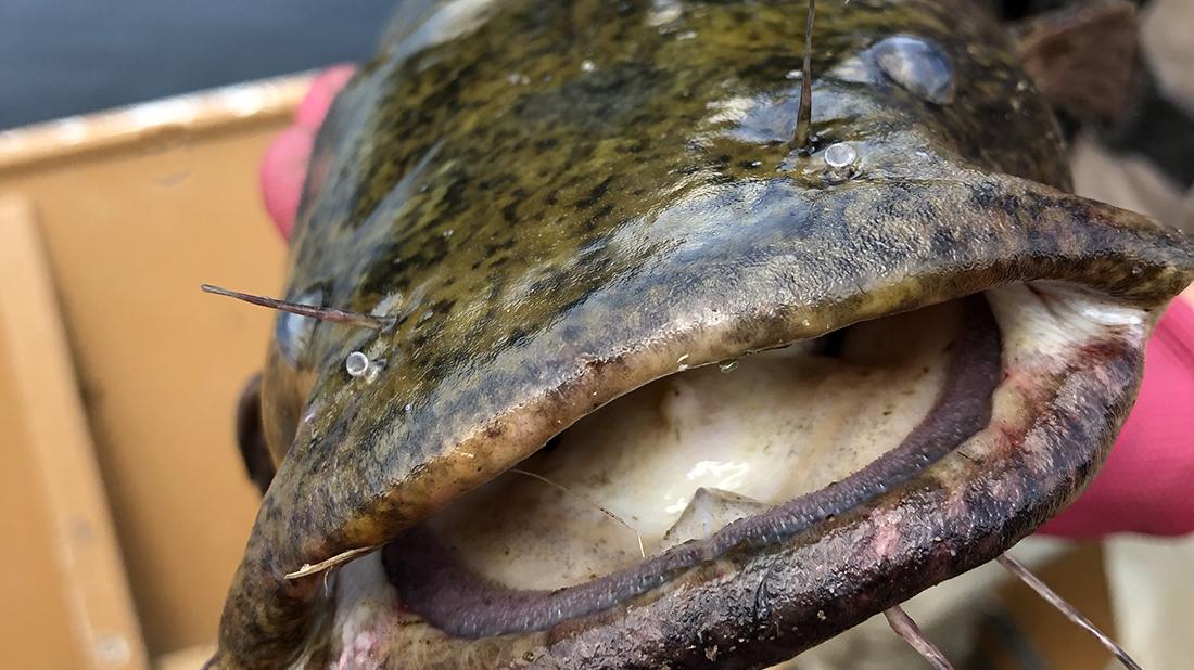 big mouth