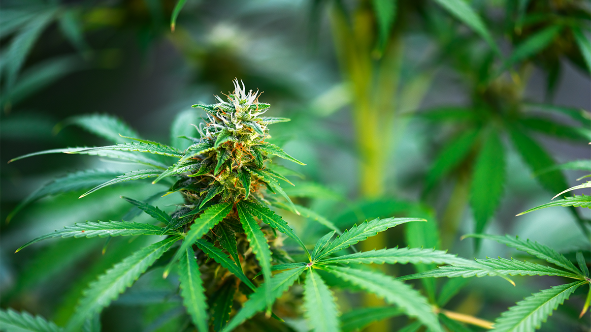 Close up image of cannabis plant