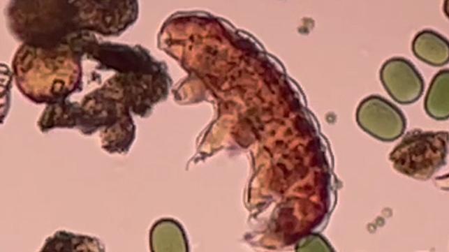 Microscopic image of a tardigrade