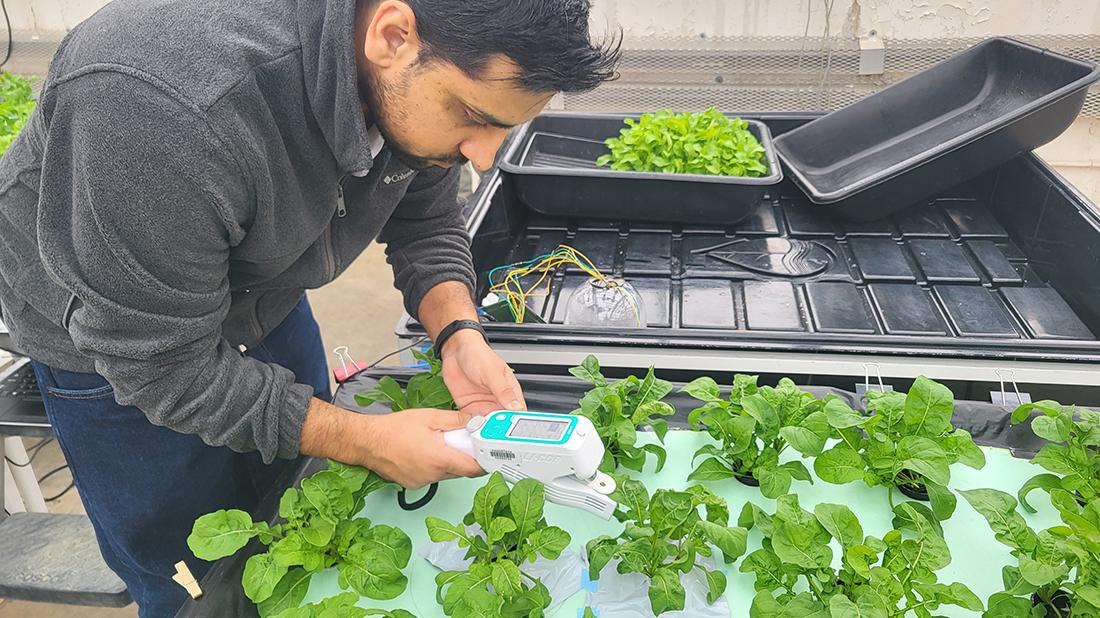 Person examining green plants in a hydroponic system