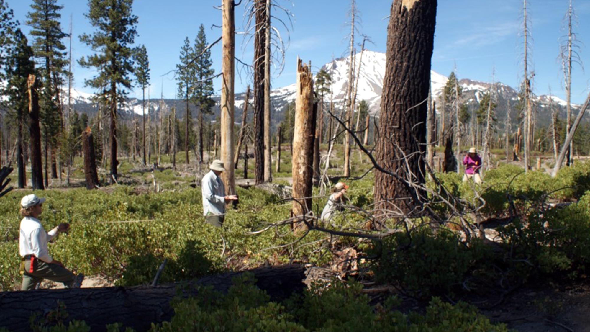 Researchers look at tree saplings after a fire in Lassen Volcanic National Park.