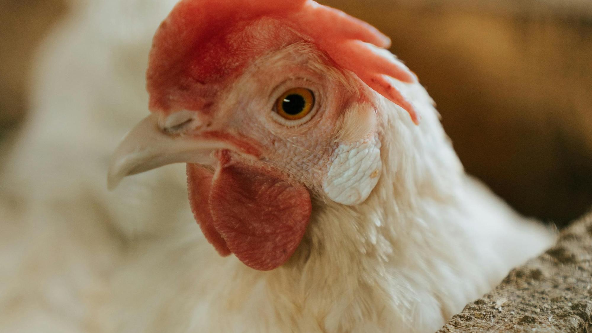 Avian Flu Penn State Extension