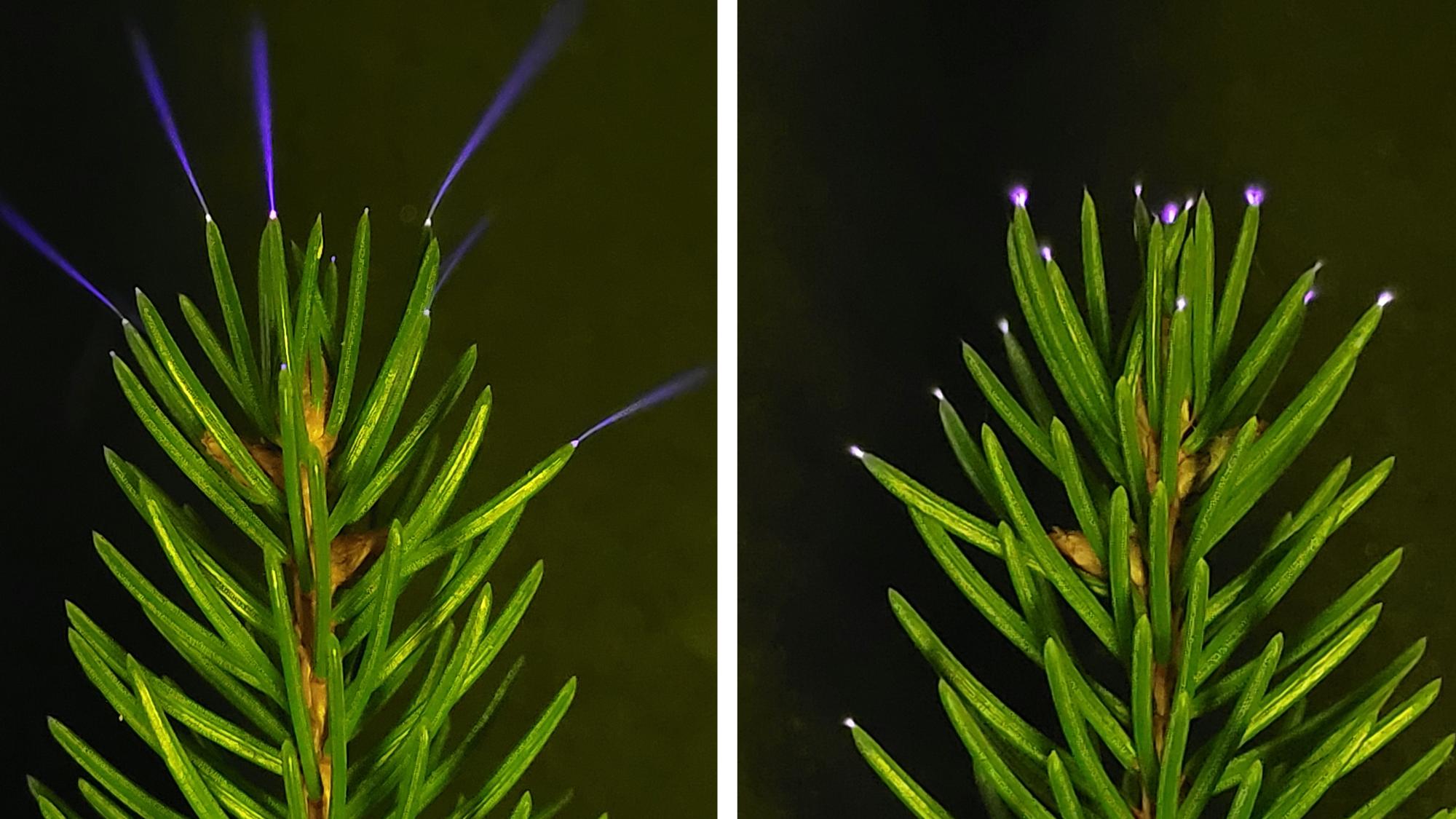 Coronae glowing in the lab vs environment