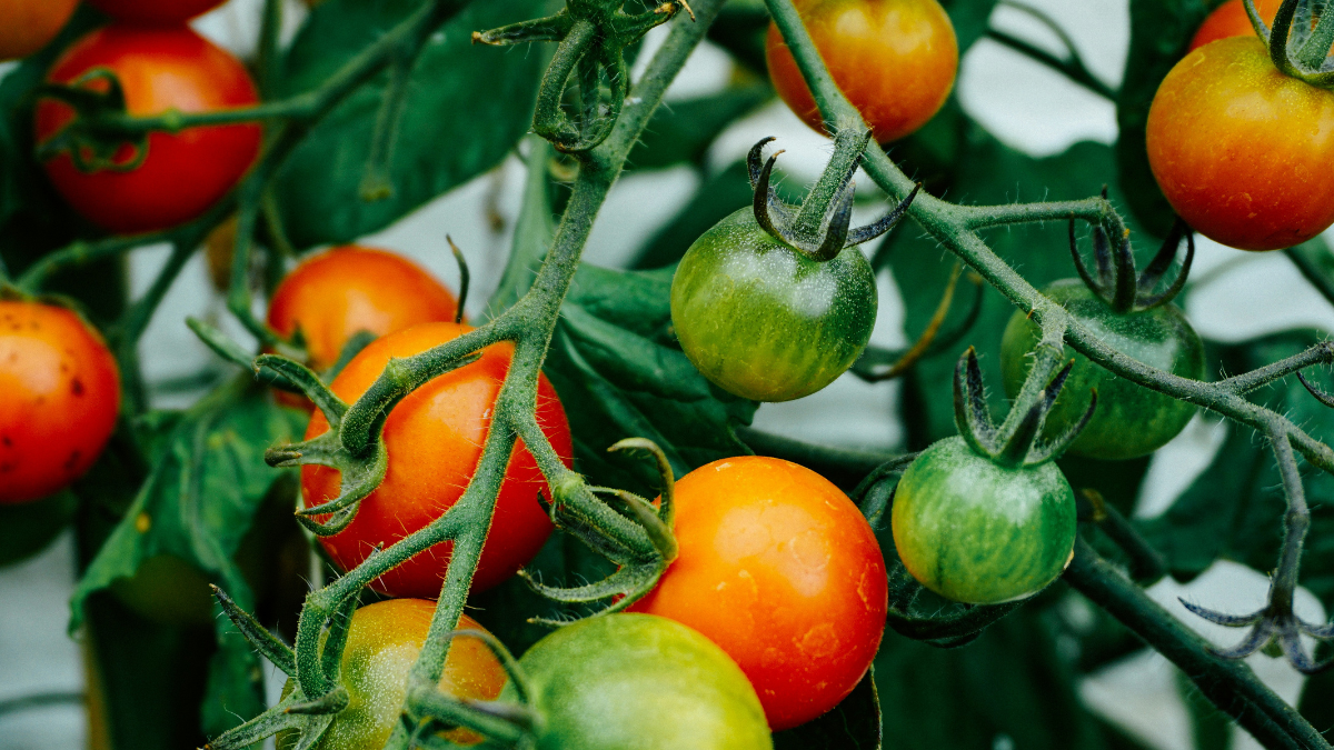 Close up of cherry tomatoes growing on the vine