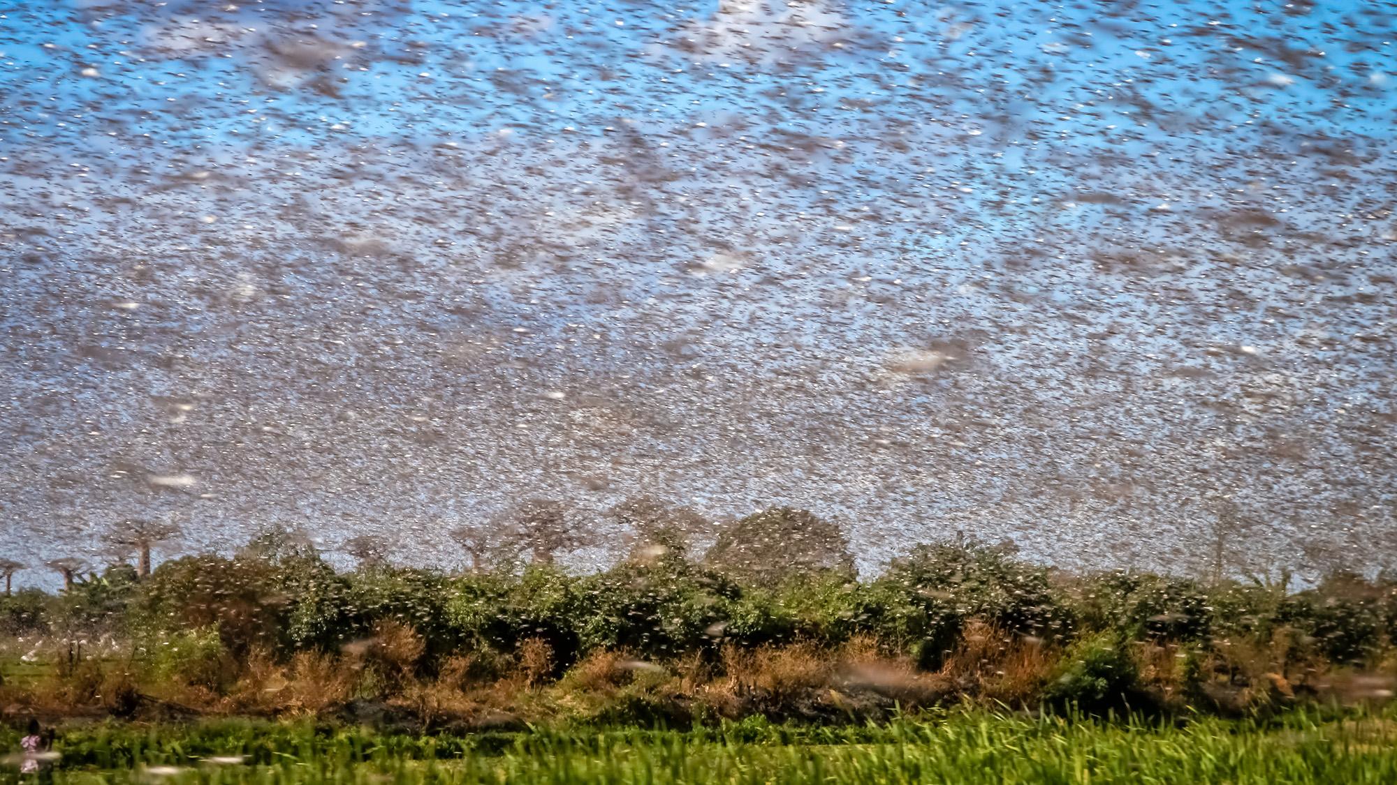 Desert locusts swarming a field