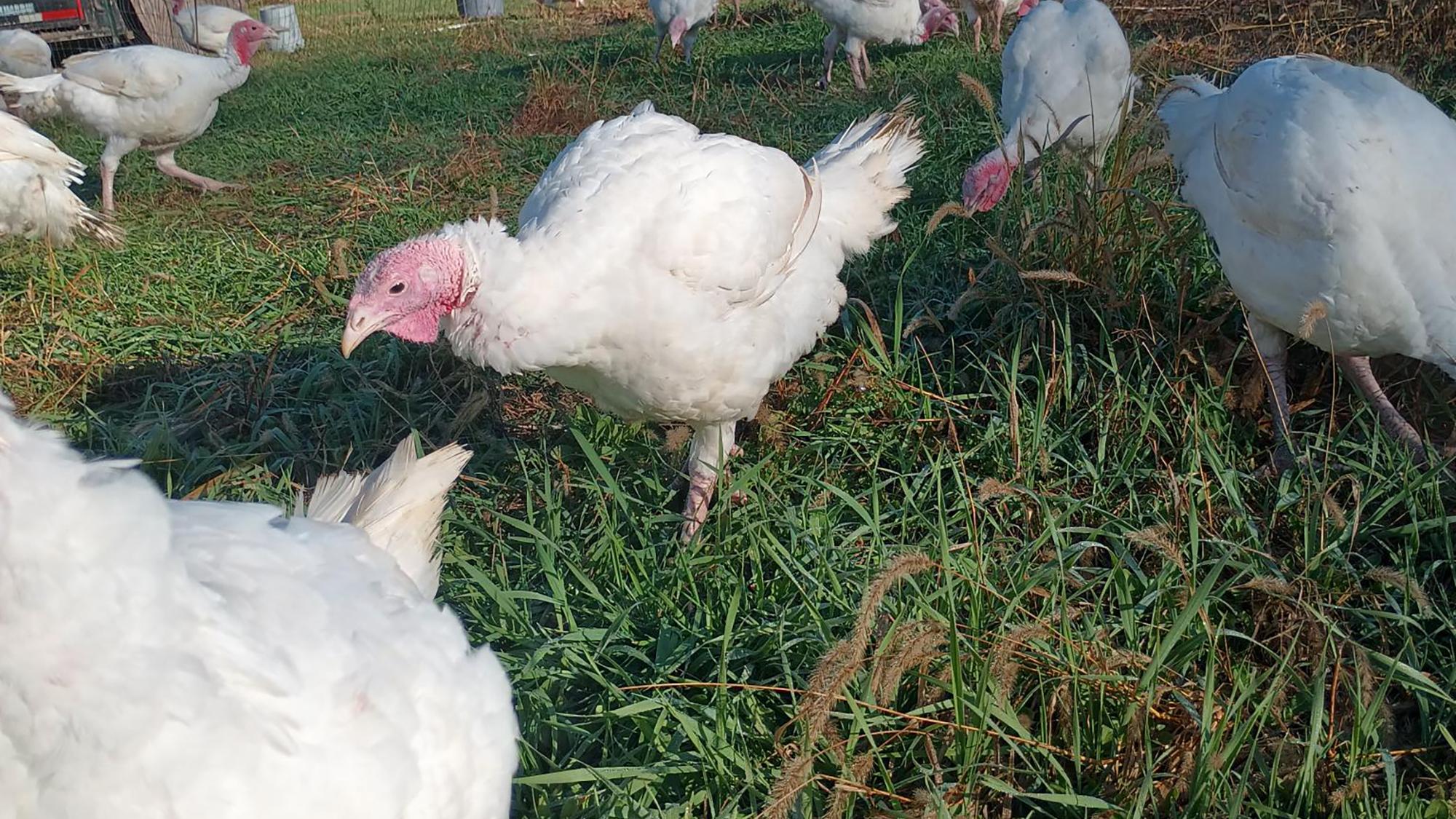 A flock of white chickens free grazes on a farm