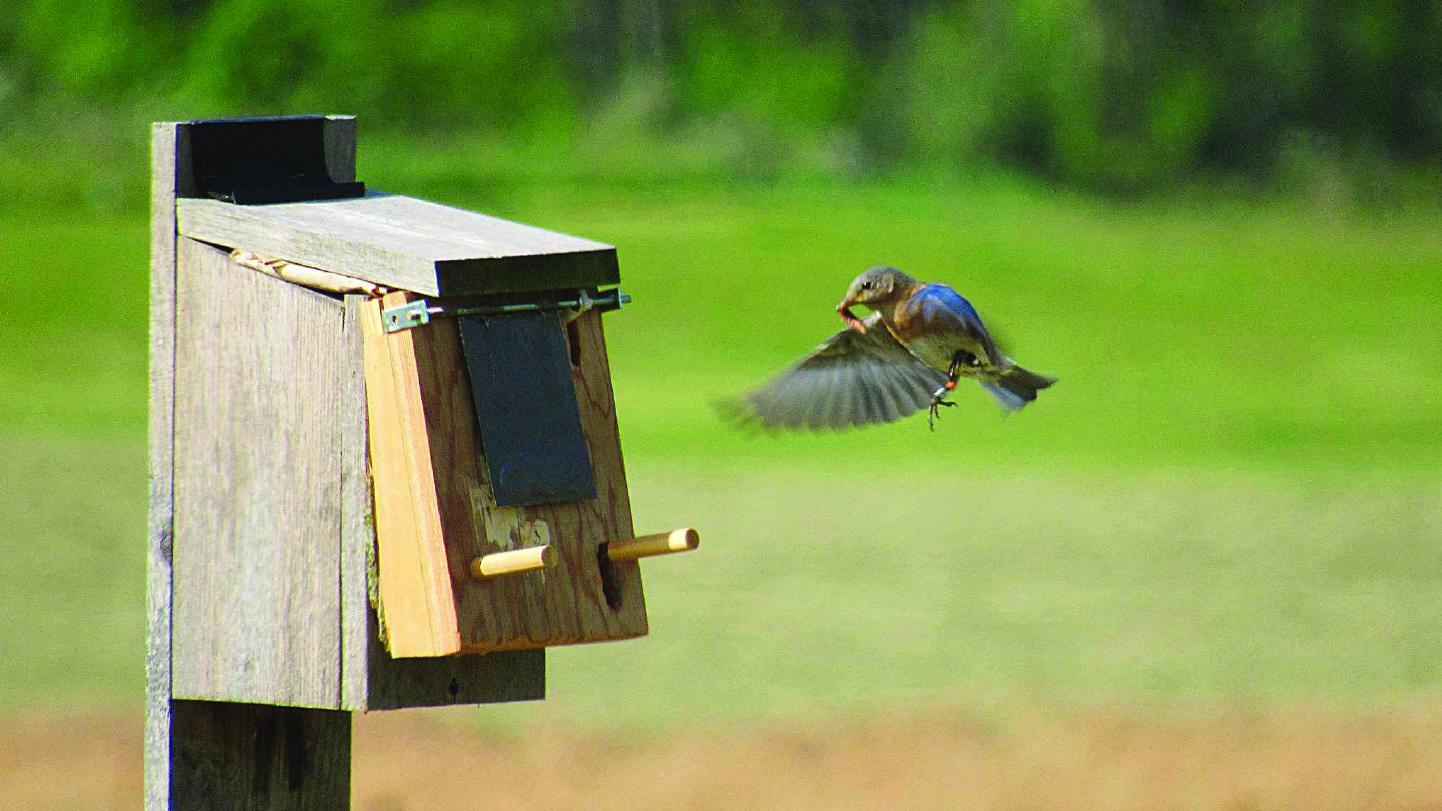 A bird approaches a nesting box