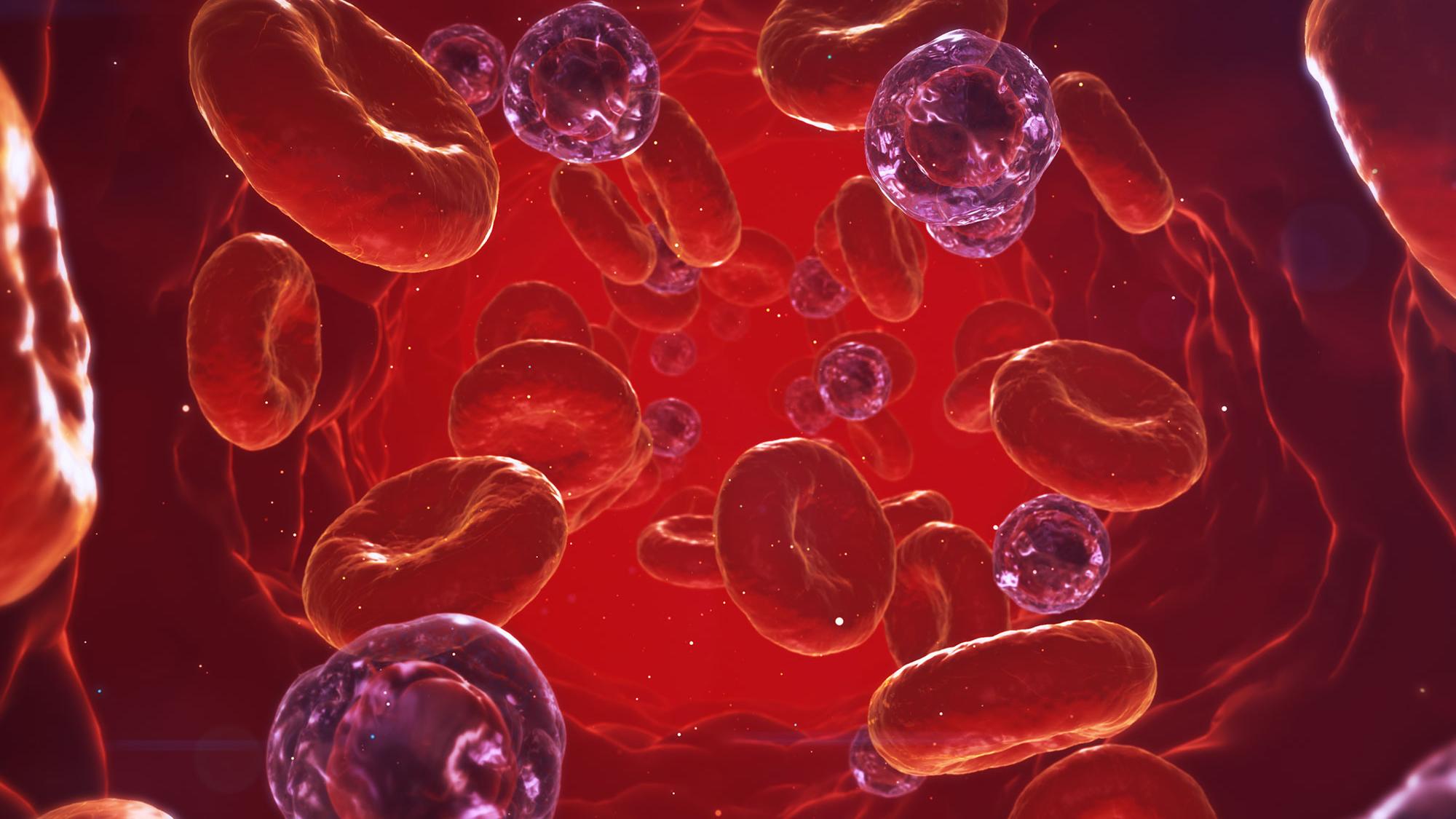 A 3D visualization of blood moving throught the body, with some cells appearing as infected cells among the standard red blood cells.