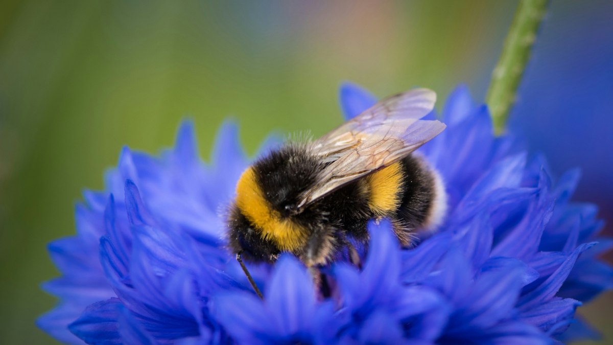 Bumblebee on a blue flower