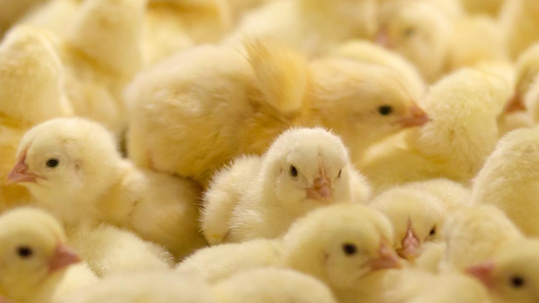 yellow chicks