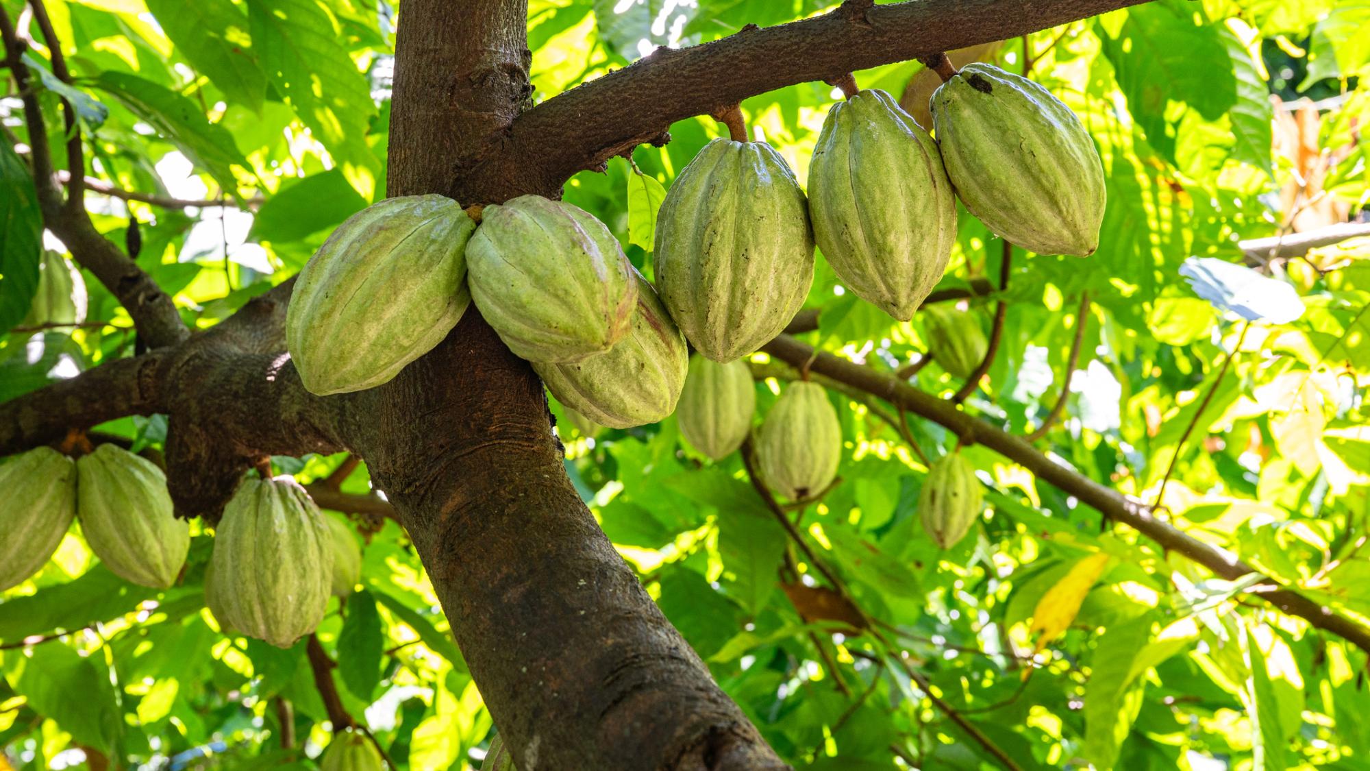 cacao tree with seed pods