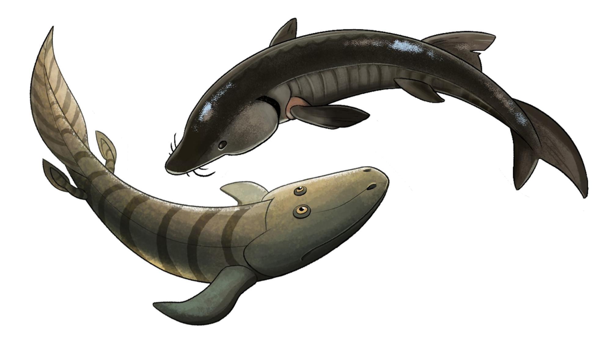 Illusration of a sturgeon and a reconstruction of the fossil fish, Tiktaalik.