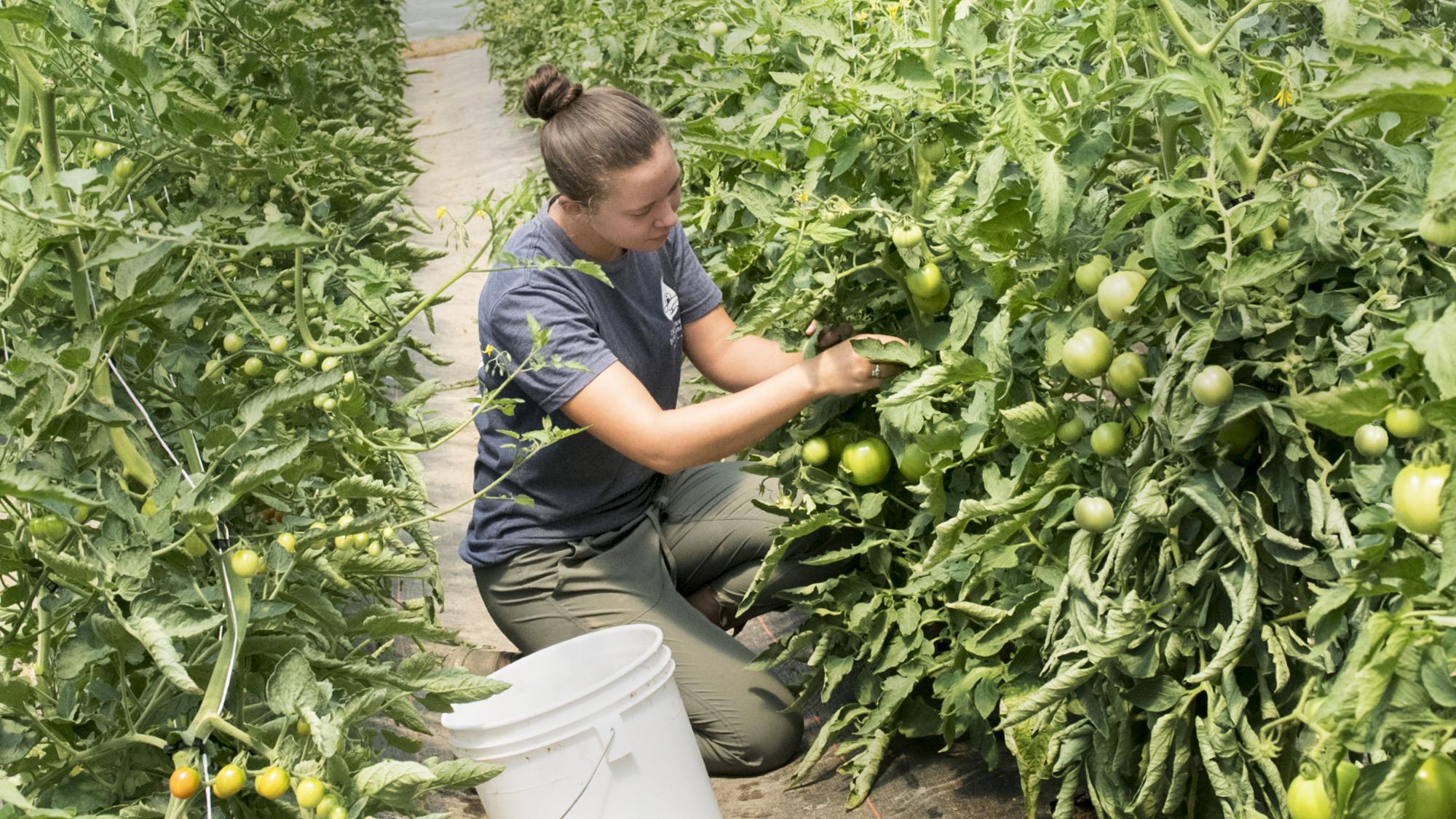 Teresa Kaveny at the Penn State student farm