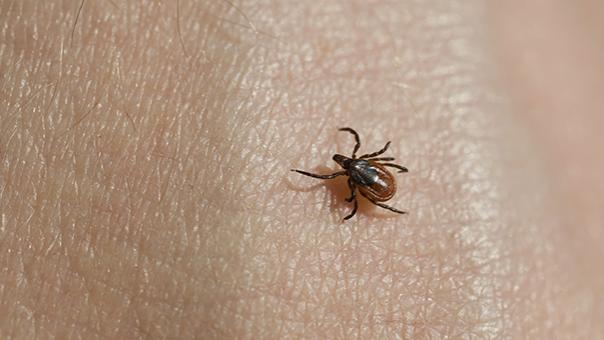 Tick