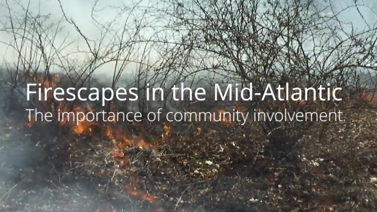 A video describing the benefits of prescribed fires in the Mid-Atlantic