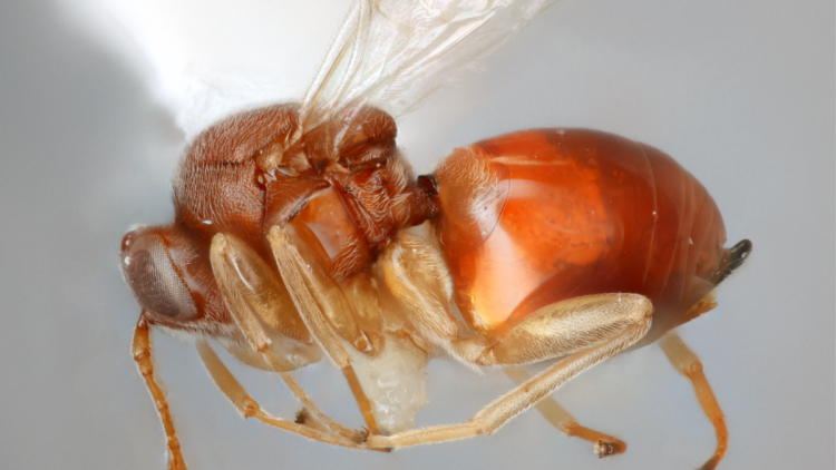 Close up photo of a red gall wasp