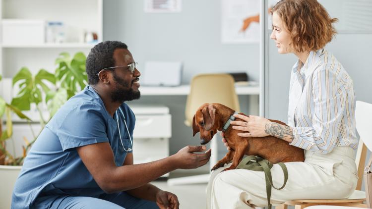 dog, owner and veterinarian