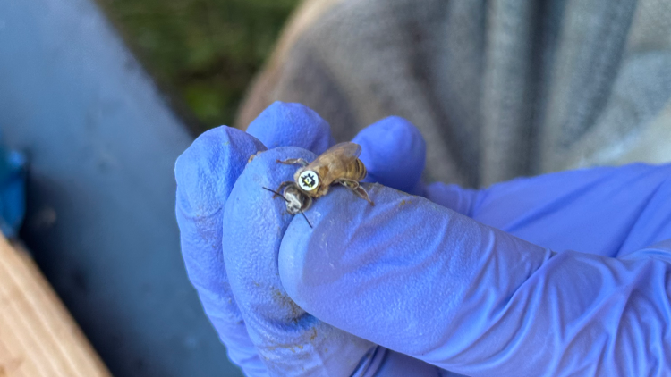 Gloved hand holding a bee with a QR code on its back