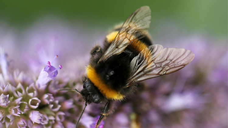 A close up photo of a bumble bee on a purple flower