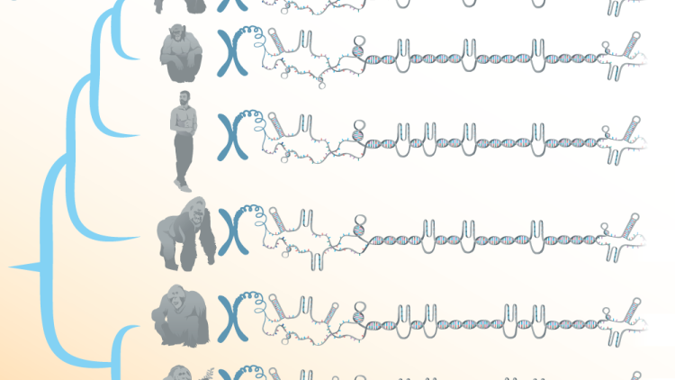 Family tree with illustrations of great apes and representative chromosomes showing non-B DNA