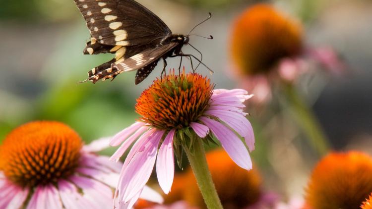 A butterfly on a flowers