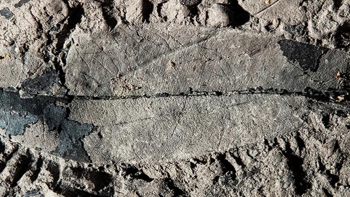 Fossil leaf of a Kapur Paya tree (Dryobalanops rappa)