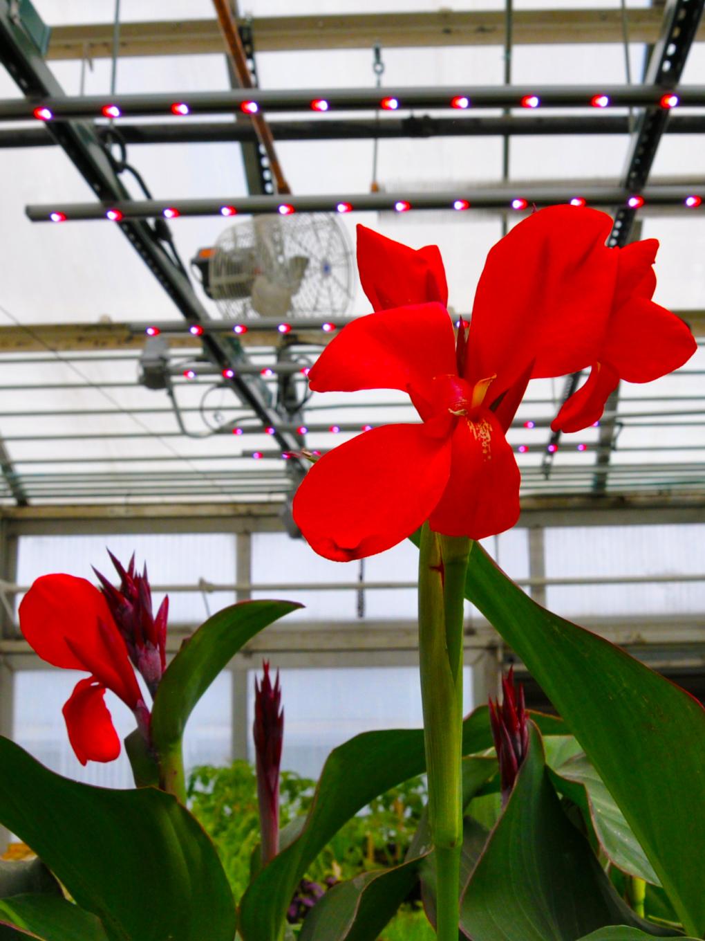 A red flower grows under LED lights in a Penn State greenhouse.