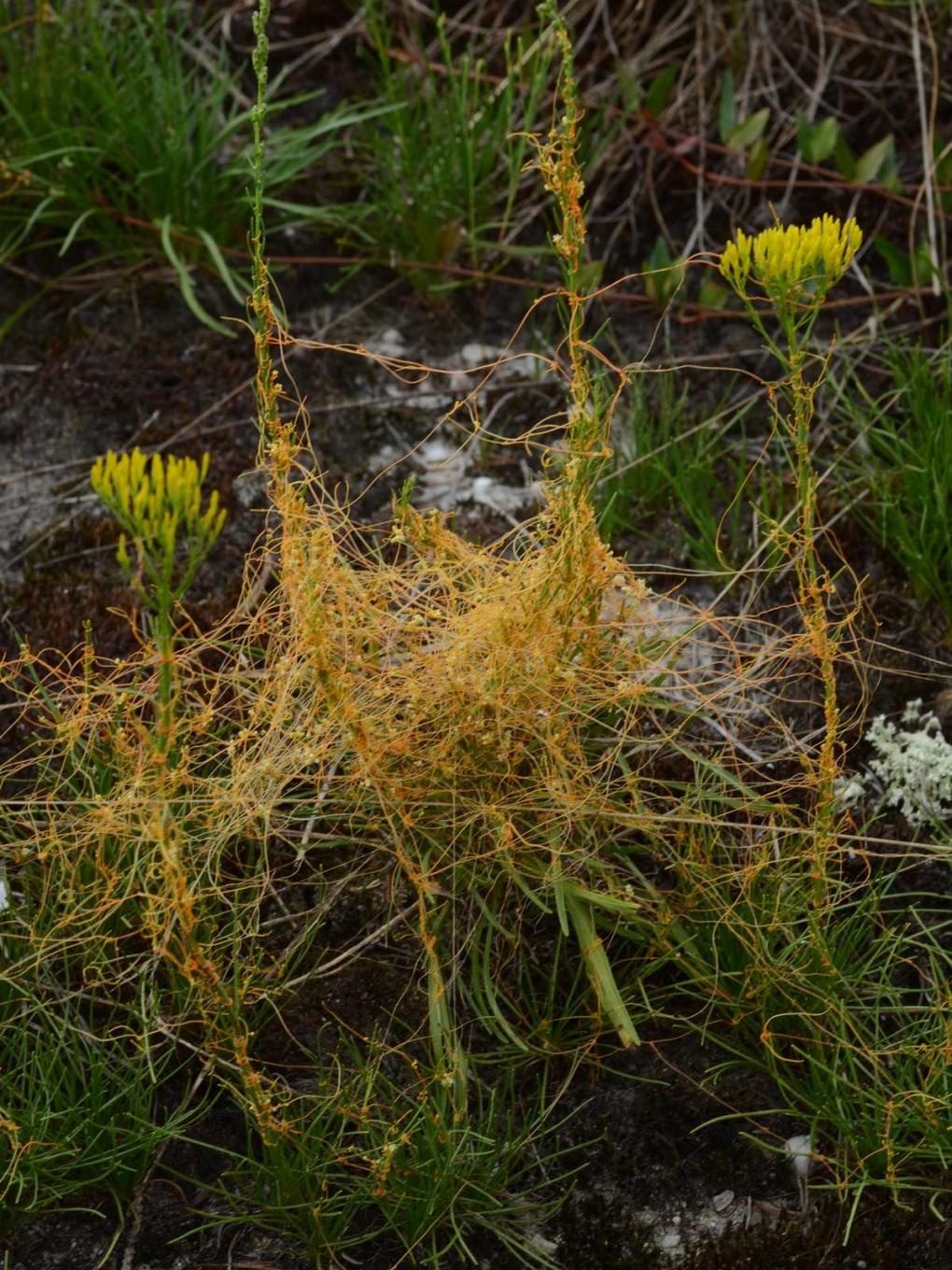 dodder feeding on multiple plants