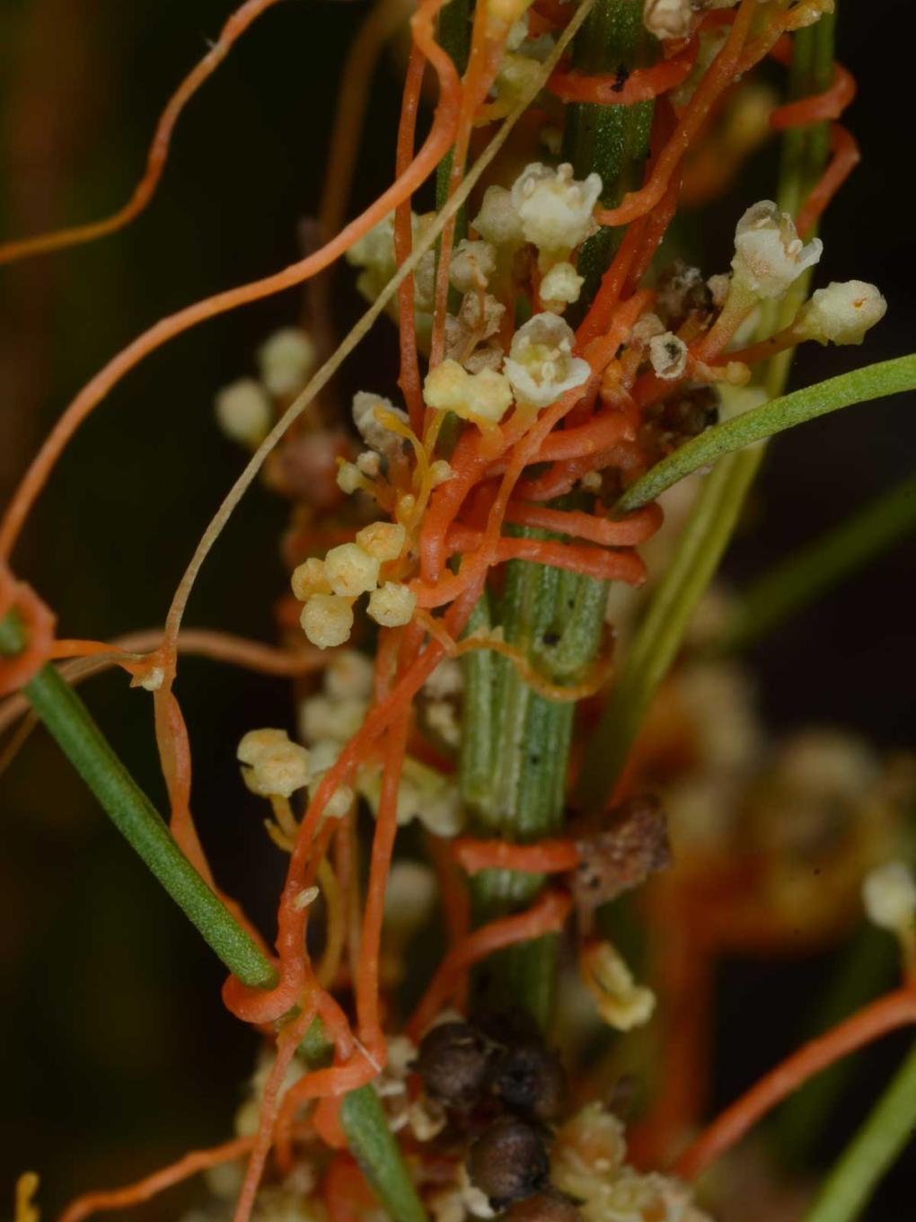 dodder throttles its host plant