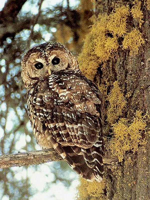 spotted owl in tree