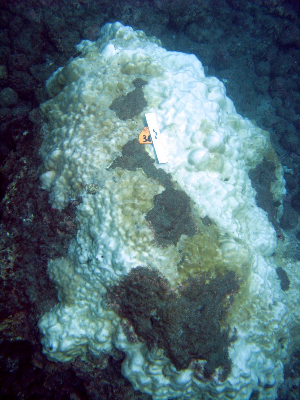 Bleached coral in Costa Rica