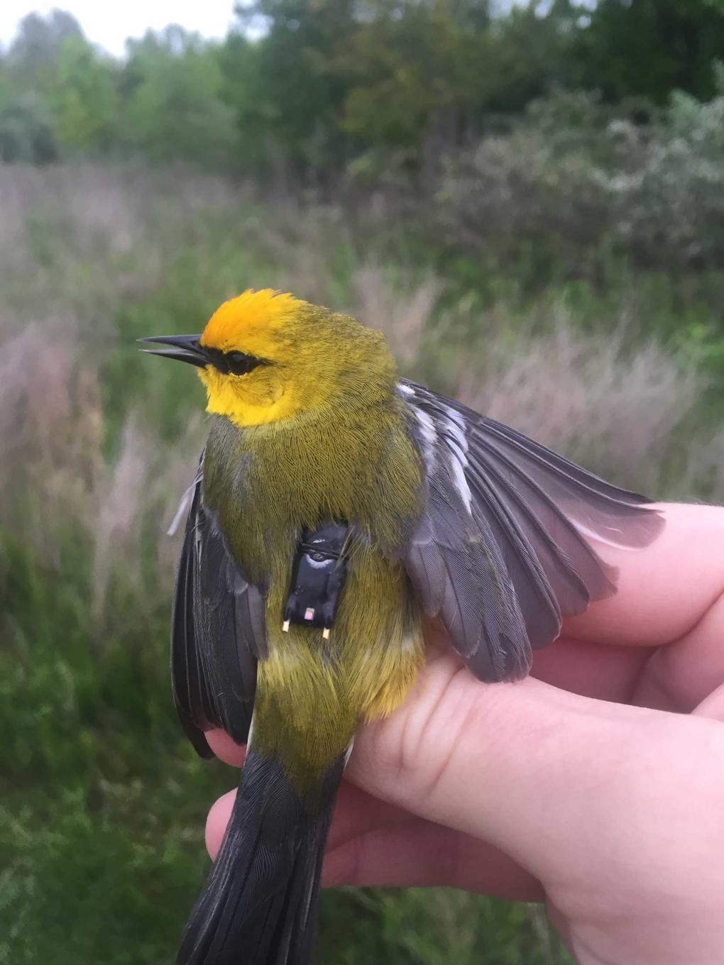Warbler with geolocator backpack