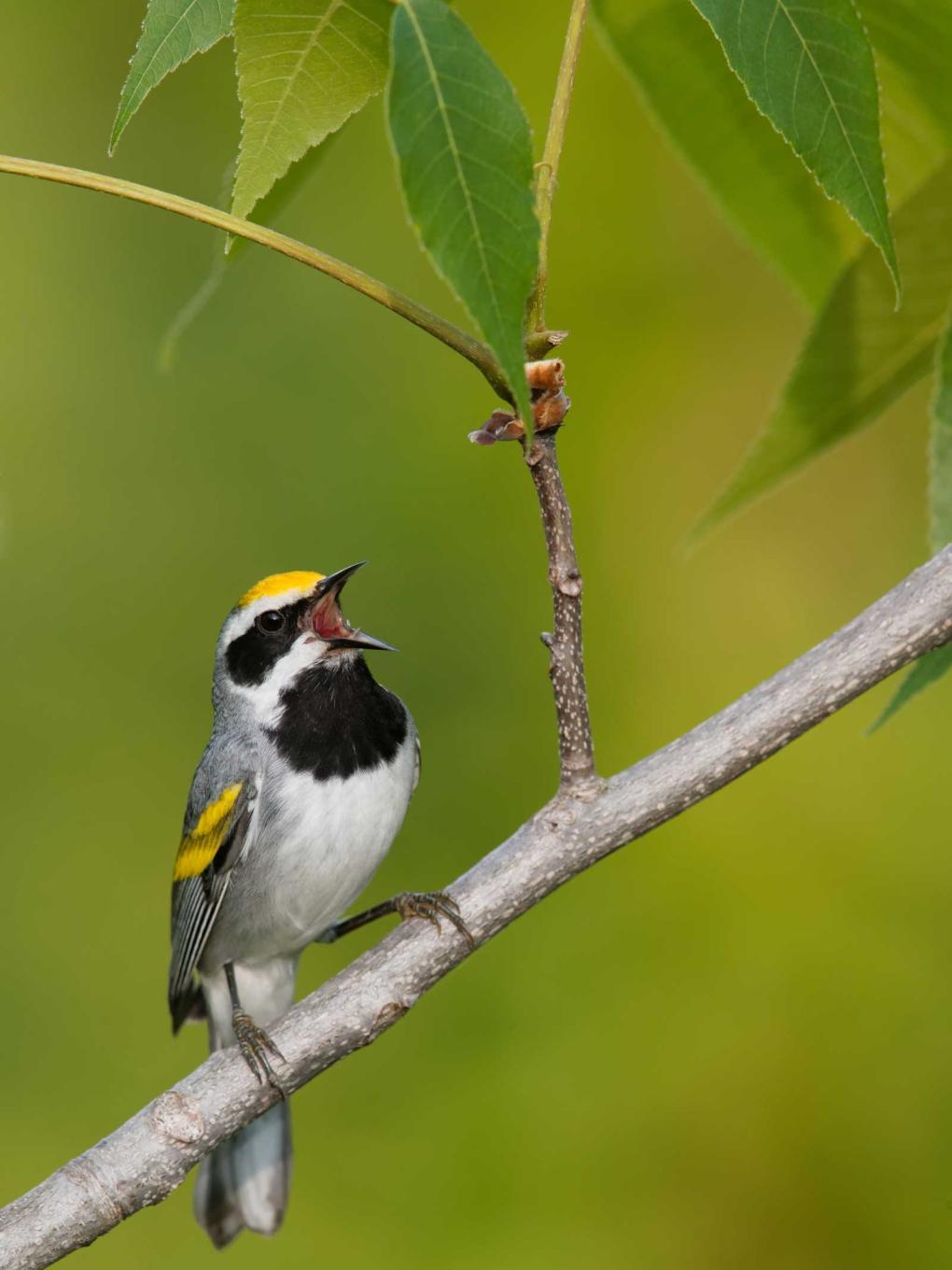 warbler singing