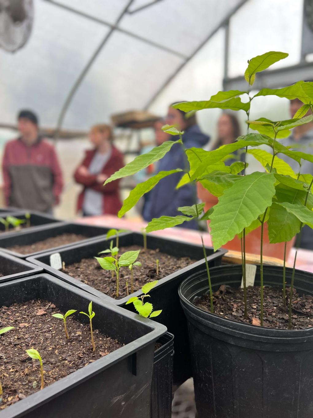 Potted sapling at Tree Pittsburgh.