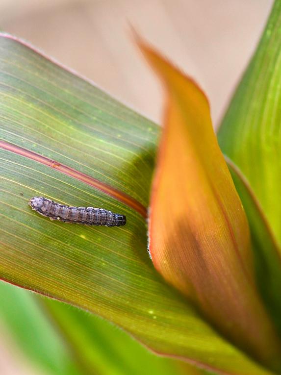 nasty caterpillar