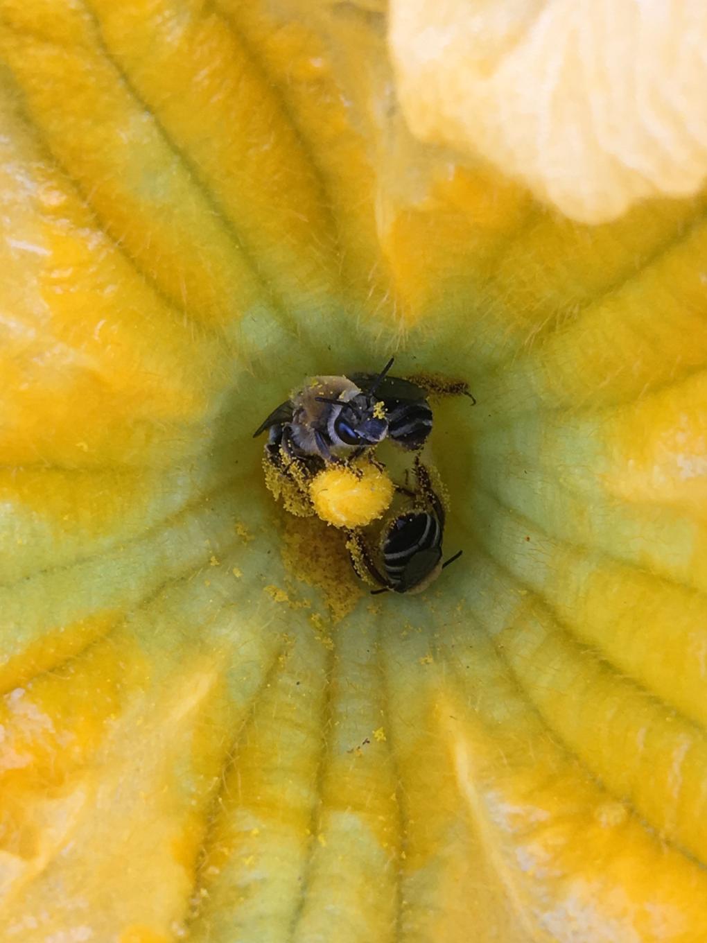 Bee on squash flower