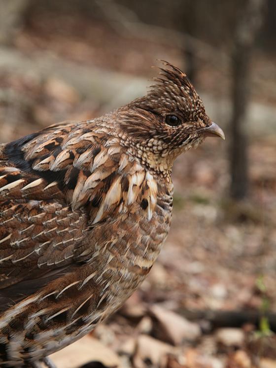 Ruffed grouse close up