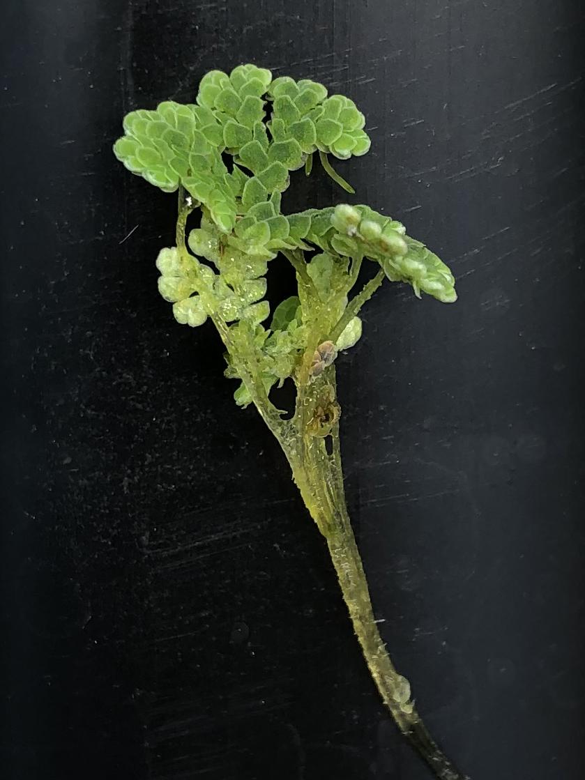 water fern fragment