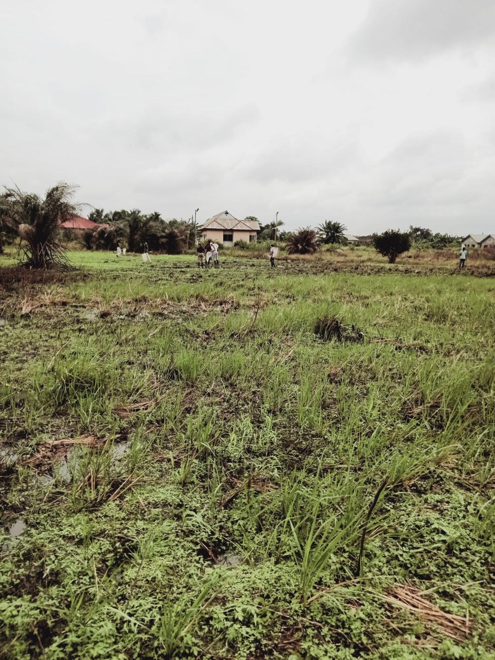 field in ghana