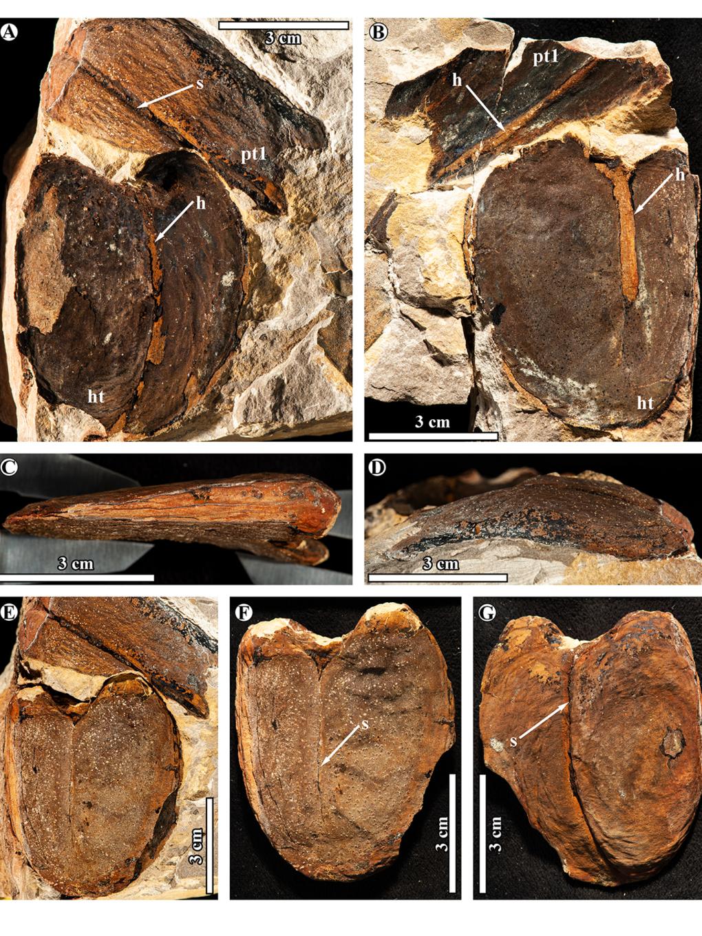 Giant fossils of the newly described extinct legume Jantungspermum gunnellii 