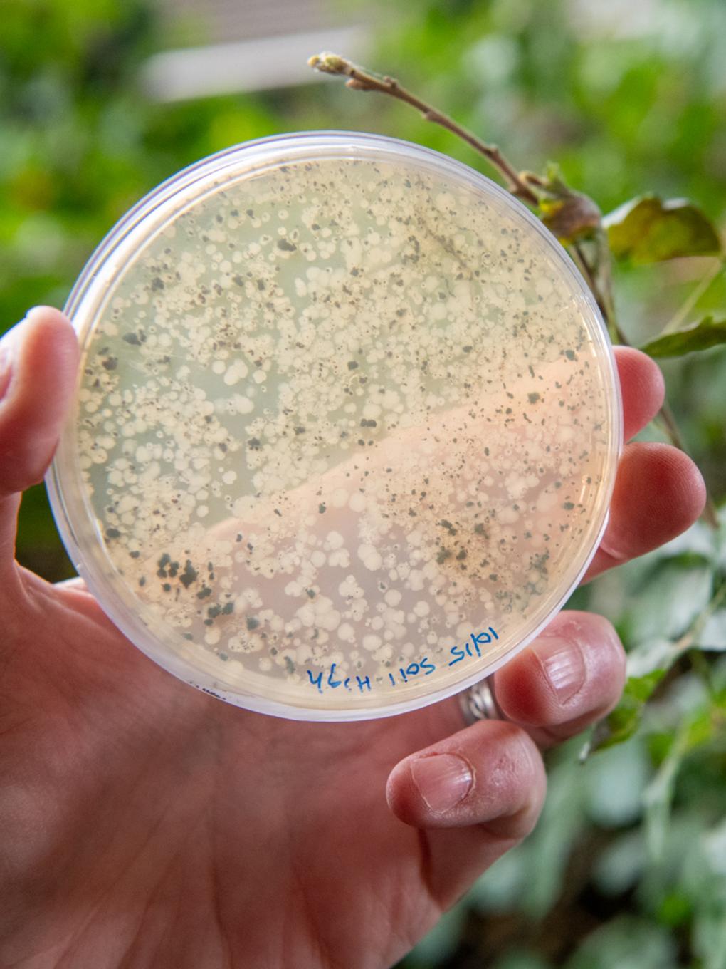 A sample of a microbe collected on Penn State’s University Park campus grows on an agar plate